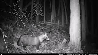 野生たぬき・トビ・トンビ・カラス・ネコ・トレイルカメラ防犯カメラ監視カメラ自動録画野生動物観察Campark T100徳島県