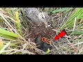 Pipit bird chops off worm and feed babies || Bird Plus Nature