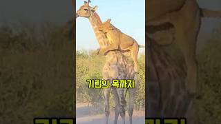 사자가 기린을 사냥하는 방법은!? 기린의 불쌍한 최후 ㅠ