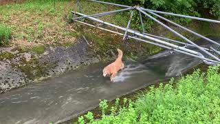 水の増えた川でも遊ぶゴールデンレトリバー  i