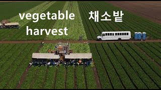 캘리포니아 농경지. vegetable