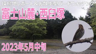 西臼塚（静岡県）の探鳥地レポートです　探鳥の楽しさを思い出させてくれたのはウグイスでした　2023年5月中旬