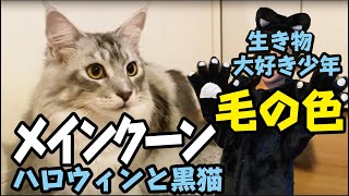 【メインクーン】黒猫とハロウィン／猫の毛色の種類／賢い大型猫Maine Coon