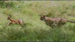 Cheetahs prey on a young impala  First kill  - BBC Earth