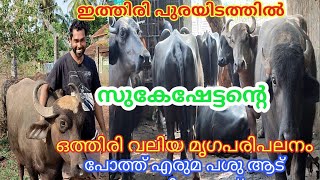 പോത്ത്,എരുമ വളത്തൽ(part-2) #buffalo farming in kannur|പശു വളർത്തൽ#cow farming