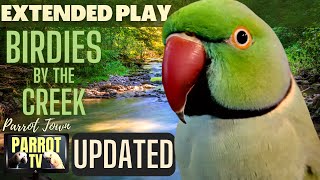 Birdies by the Creek | Happy Bird Forest Sounds | 5+HRS EXTENDED PLAY |Parrot TV for your Bird Room🌲