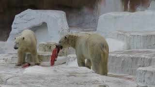 【天王寺動物園】ホッキョクグマの「誕生日イベント」および「壮行会」