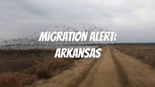 Migration Alert:  Arkansas