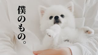 【ポメラニアン】夫の膝の上から離れない愛犬 #shorts