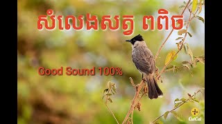 សំលេងសត្វ ពពិច Good Sound 100%