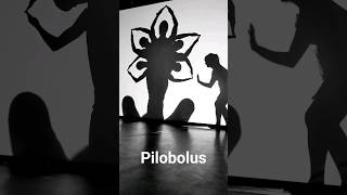 Microdose Pilobolus from Shadowland