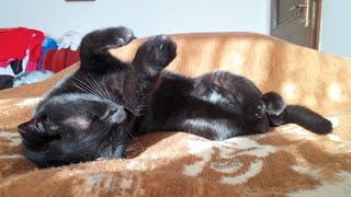 Cat Preparing Bed For Sleep