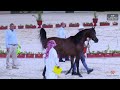 n 462 kaid al diriya the 12th local breed championship for arabian horses 2023 colts 2 years old