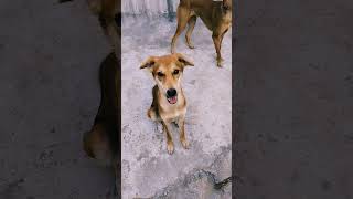 அஞ்சு கிலோ ஐம்பதுக்கு வித்துட்டேன் 🐶 #funny #comedy #reels #sathishsumii #funnycomedy #sathish #song