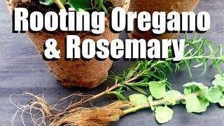 How to Have an Endless Supply of Oregano and Rosemary - Easy Propagating Tips