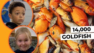 Kids discover why their town removed more than 14,000 goldfish from a pond