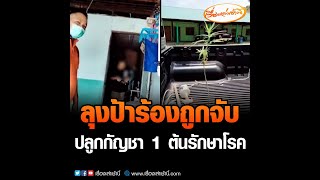 หัวจะปวด ! ลุงป้าร้องถูกจับปลูกกัญชา 1 ต้นรักษาโรค