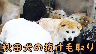 抜け毛とオサラバ！シャンプー方法【秋田犬のもこちゃん】［兵庫ペット医療センター 尼崎本院］Happy dog glooming