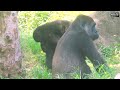 小金剛ringo也要阿姨愛的揹揹ringo also wanted auntie tayari carrying him gorilla gorilla