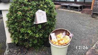 本編　柚子を求めて(JR保津峡駅から水尾へ　2019年12月)