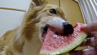 スイカにかぶりつくロクさん / Roku eats water melon 20190816 Kuro ロクさん dog cat コーギー 犬 猫