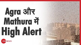 टिड्डी दलों के हमले को लेकर Agra और Mathura में High Alert