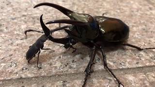 アトラスオオカブト相手に頑張るコクワガタ