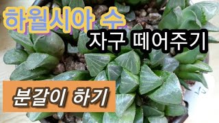 #하월시아 #수 #분갈이 #머그컵에 자구 떼어 큰분에 심어주기~