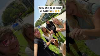 Spotted at FAU!  #babychicks #chickens #cute #crazy #viral #fau #floridaatlanticuniversity