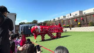 Culture, celebration of Chinese Lantern Festival, 2024- Lion Dance 龙年元宵节庆祝，舞狮表演！祝大家龙年平安健康、吉祥如意！