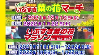 「第30回いぶすき菜の花マーチ」開催決定！！「いぶすき菜の花マラソン」もオンライン開催！