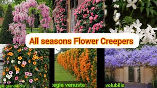 Best Permanent Vine |Creeper plants you can grow in Garden\\Pot |All season flower creeper with names