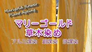 マリーゴールドの草木染【アルミ媒染】【銅媒染】【鉄媒染】【田舎暮らし】