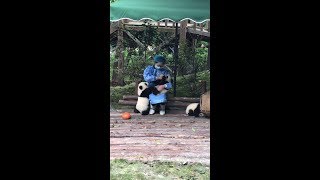 Panda keepers feed pandas this way