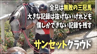 【コントレイルの弟 / サンセットクラウド】母親似の芦毛ディープインパクト産駒 パドックの様子(丹頂ステークス2023.9.3)