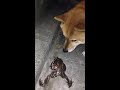 カエルと柴犬