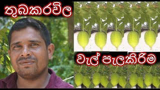 තුබකරවිල වැල් පැල කිරිම Planting of Thubakarawila vines thuba karawila wel pelakirima wel sitawima