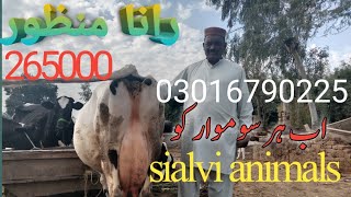 Australian Friesian Cows l Jersey Cows I FriesianCross Cows Rana Manzoor Sialvi Animals