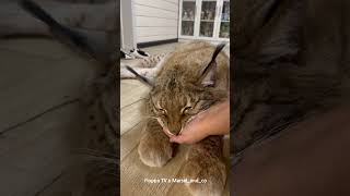 Lynx Marsel Loves Biting His Mom's Hand #lince