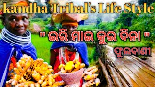 Kandha Tribal's life style// Phulbani, Kandhamal.