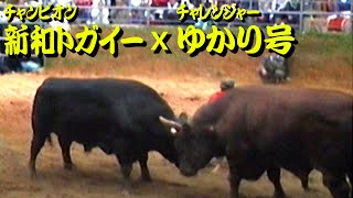 ゆかり号ｘ新和トガイー 1990.12.16 （重量級タイトルマッチ）　【沖縄闘牛】