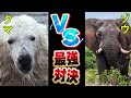 【最強対決】「クマVSゾウ」　陸上最強肉食獣と陸上最強動物の対決とその生態について徹底解説【動物雑学】