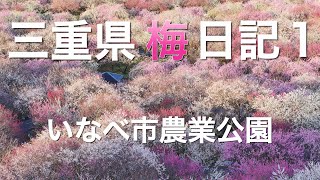 三重県梅日記　いなべ市農業公園