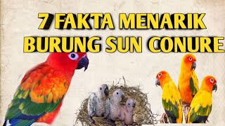 7 Fakta Unik Burung Sun Conure (unggas pintar peliaraan sultan)