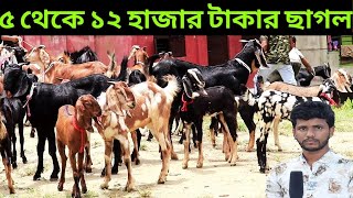 ৫ থেকে ১২ হাজার টাকায় ছাগল দেখুন । ক্রস ছাগলের দাম জানুন । উন্নত জাতের ছাগলের দাম । ছাগলের খামার ।