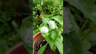 Gompherna flowers 3 colours #shortsvideo #gomphrena