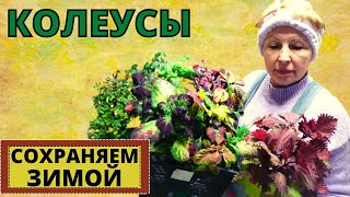 КОЛЕУСЫ уход  зимой. Стрижём или наращиваем кустики для весны? Особенности ухода