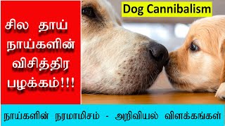 அம்மா நாய் தன் குட்டியை தானே சாப்பிடுவது ஏன்? | WHY MOM DOG IS EATING ITS OWN PUP!