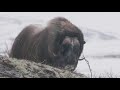 muskox and reindeer at dovrefjell in 4k