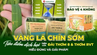 AgriJapan | Vàng Lá Chín Sớm tiêu điểm dịch hại trên lúa RVT và Đài Thơm 8, Hiểu đúng và Giải Pháp!